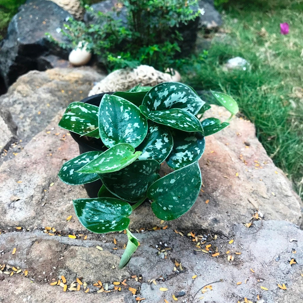 Pothos Silk Indoor Decorative Trailing Plant | myBageecha