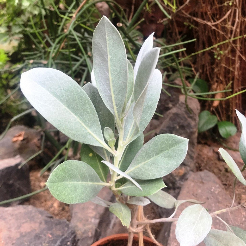 Silver Buttonwood - myBageecha