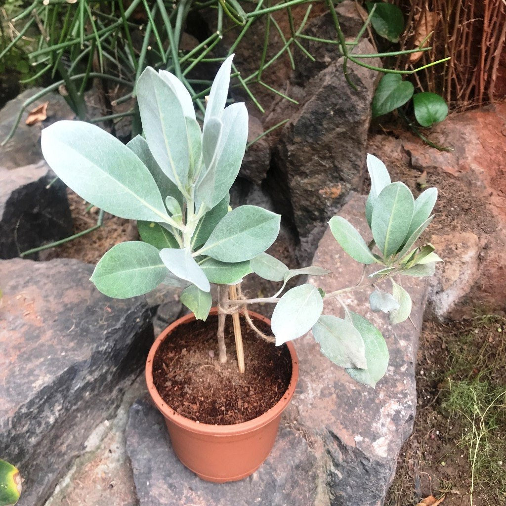 Silver Buttonwood - myBageecha