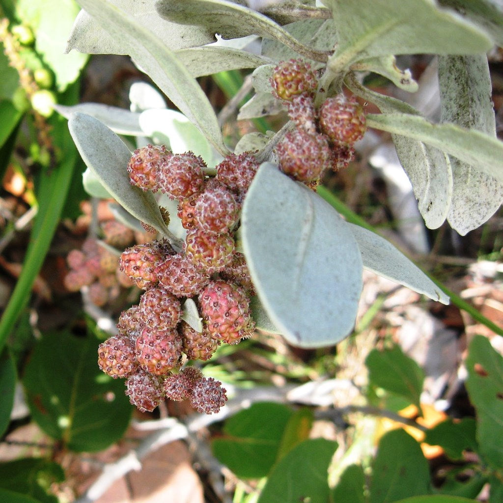 Silver Buttonwood - myBageecha