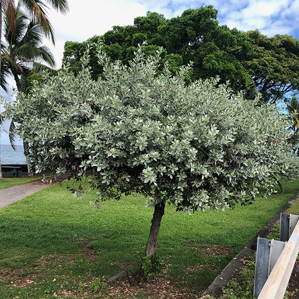 Silver Buttonwood - myBageecha