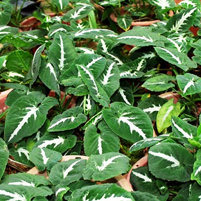 Syngonium 'Silver Goosefoot' Plants myBageecha - myBageecha