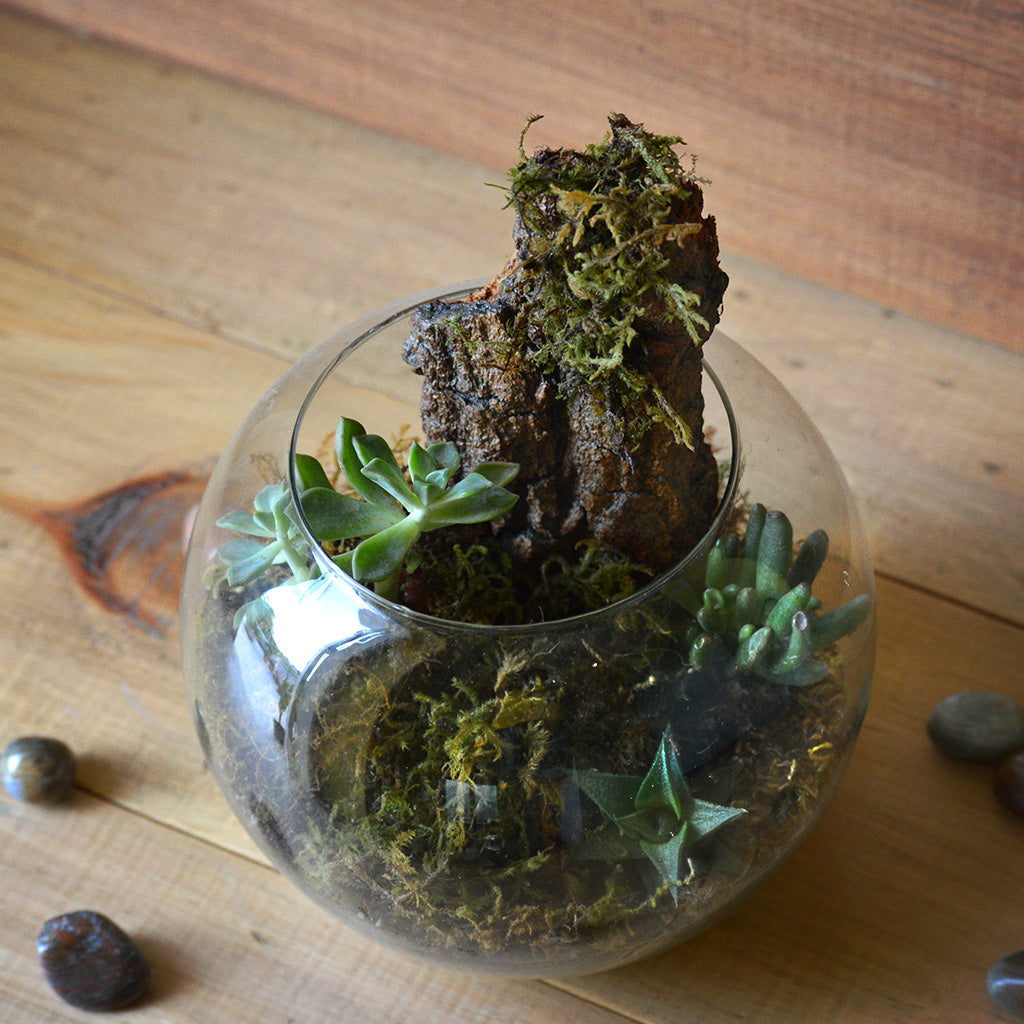 Simba's Abode Terrarium Kit - myBageecha