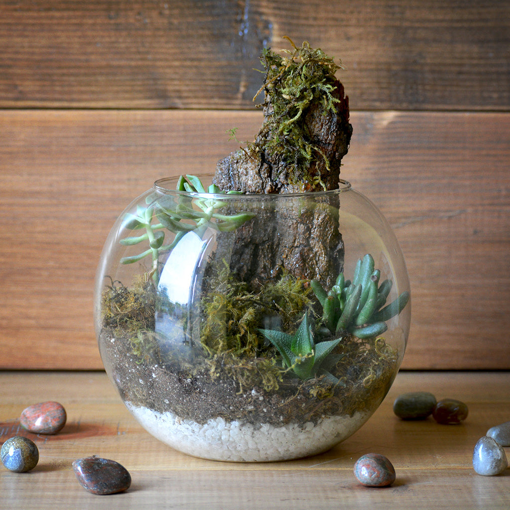 Simba's Abode Terrarium Kit - myBageecha