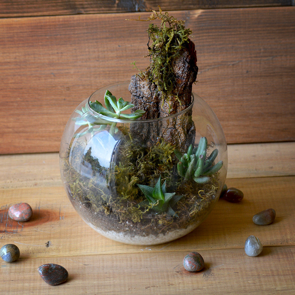 Simba's Abode Terrarium Kit - myBageecha
