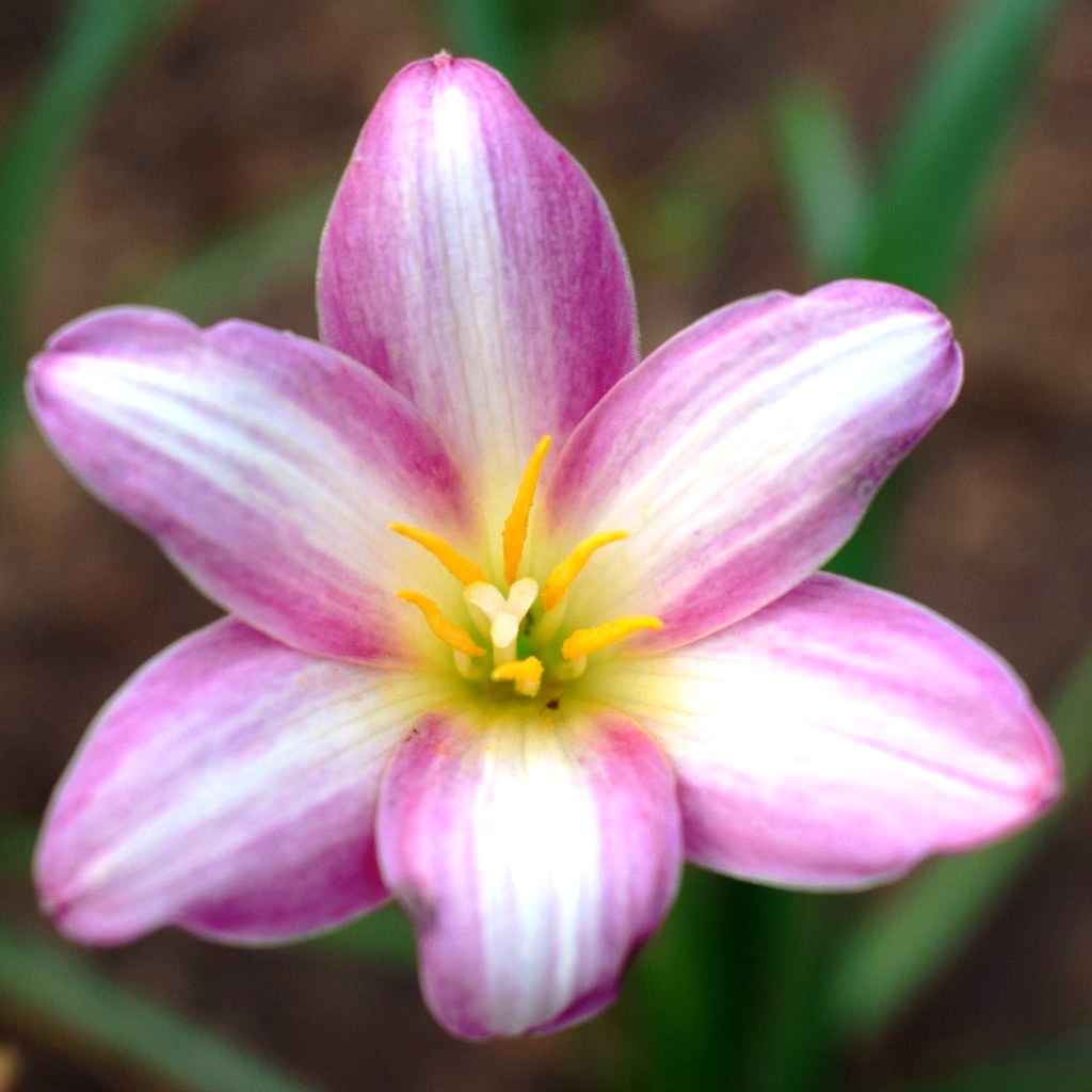 Rain Lily 'Small Hybrid' (Bulbs) - myBageecha