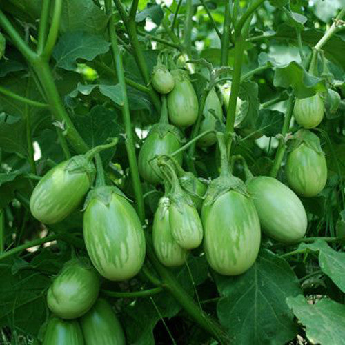 Brinjal Gota annual fruiting crop – myBageecha
