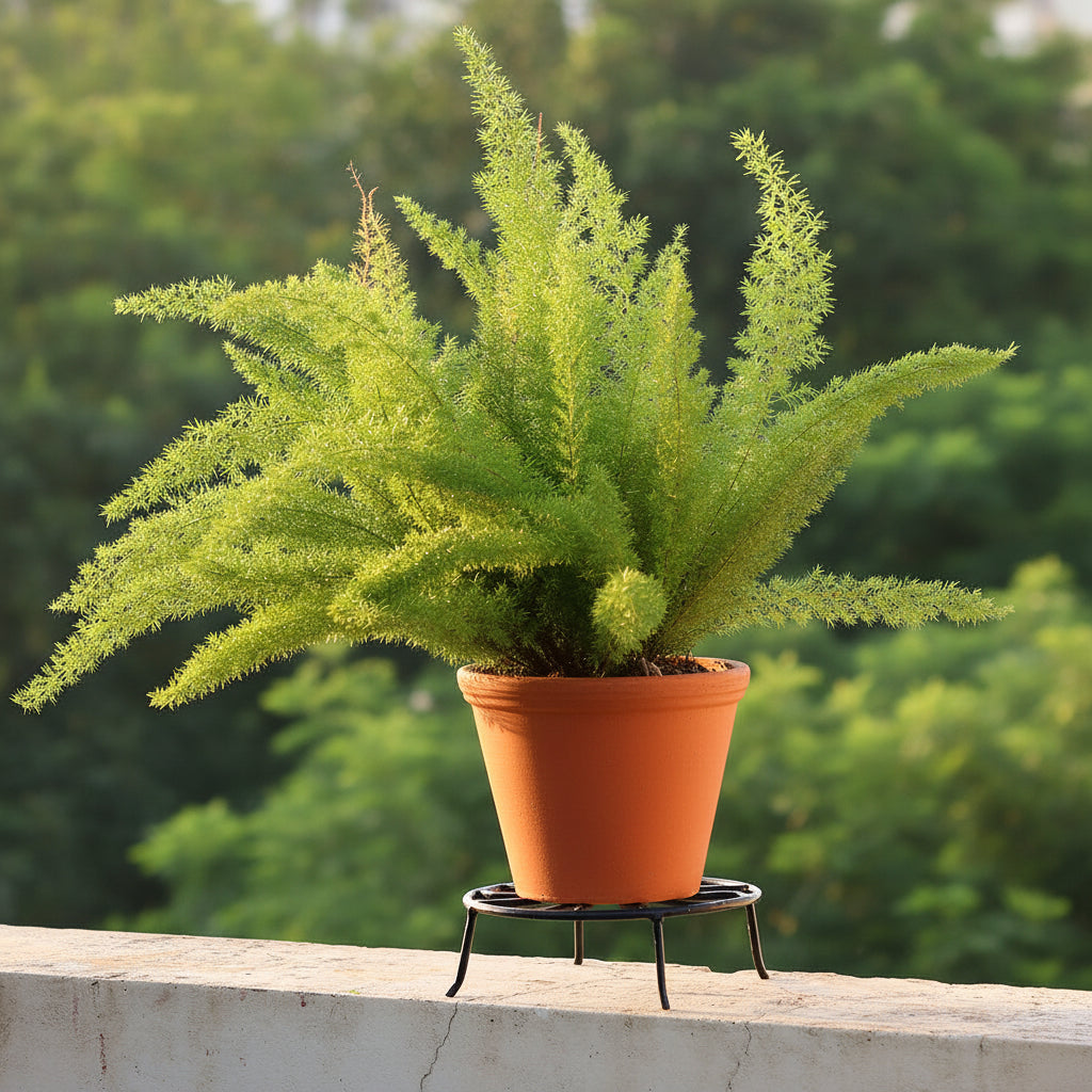 Fern Pot on Wrought Small Planter Stand - myBageecha