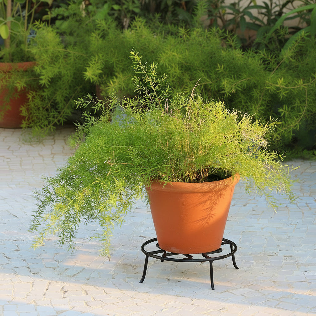 asparagus pot on Wrought Small Planter Stand - myBageecha