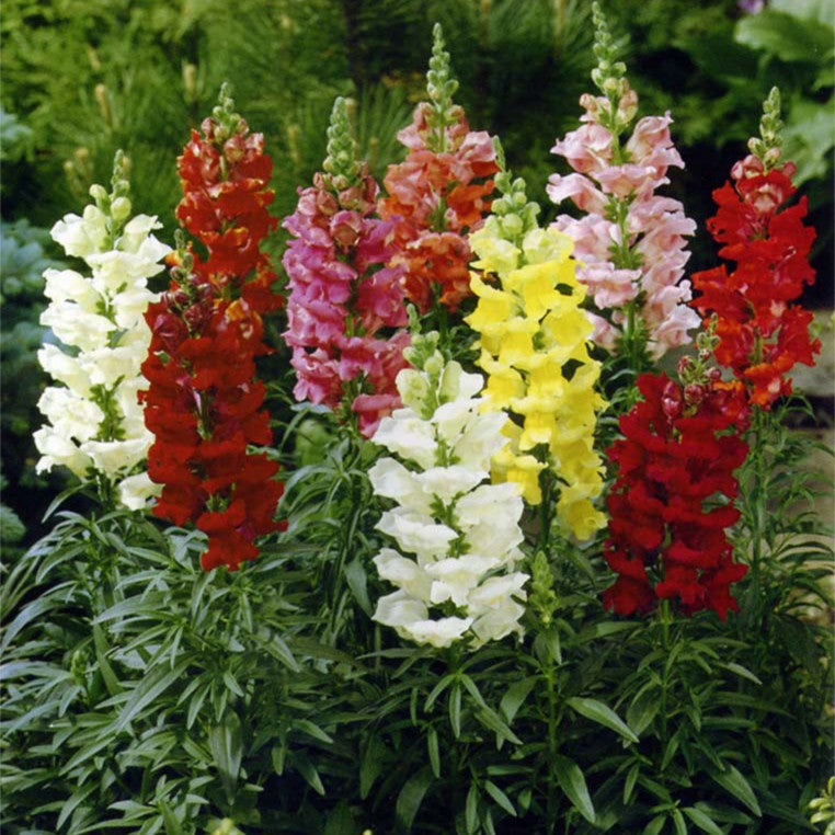 Snapdragon Dwarf F1 Snap Shot Flower Seeds – snapdragon blooms – myBageecha