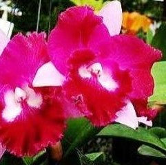 Catt. San gob Delight - myBageecha