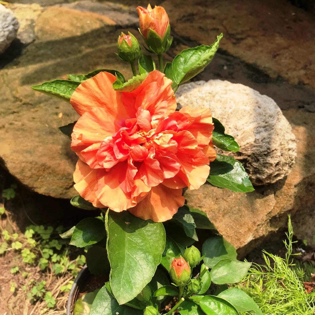 Hibiscus Spanish Dancer Plant - myBageecha