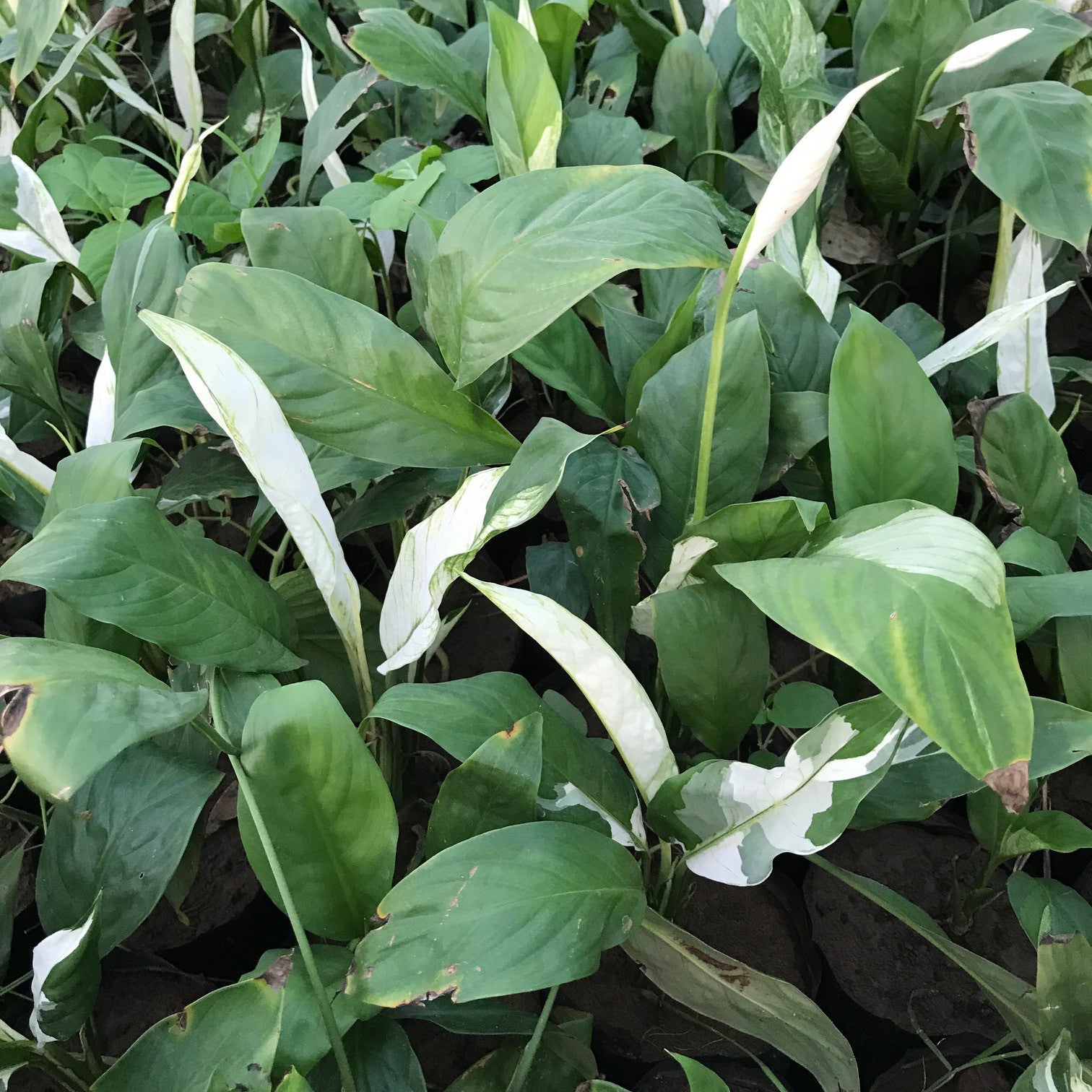 variegated peace lily scientific name Variegated Peace Lily Domino