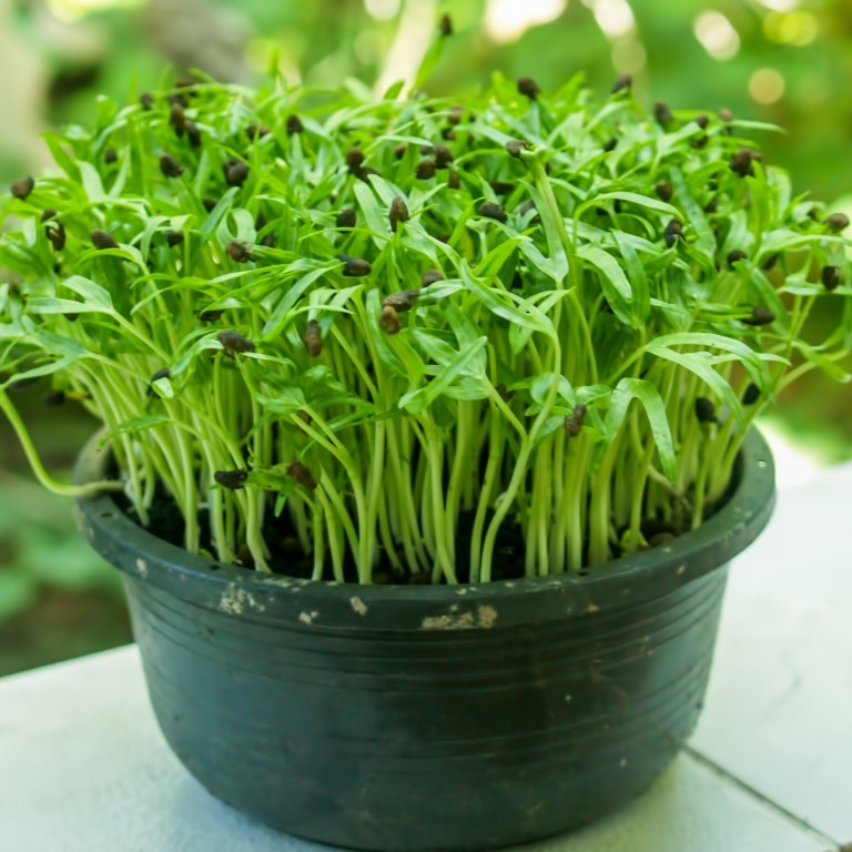 Microgreens Spinach Seeds – myBageecha