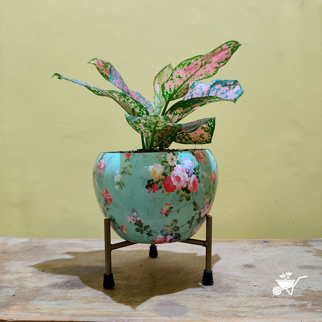Splashy Roses Metal Pot with Stand - myBageecha