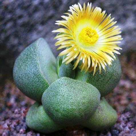 Pleiospilos Nelii Schwantes Split Rock Succulent Plant - myBageecha