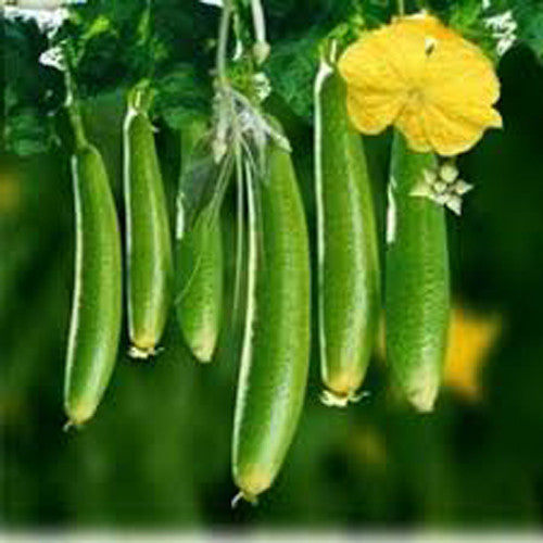 Sponge Gourd Galka annual fruiting vine – myBageecha