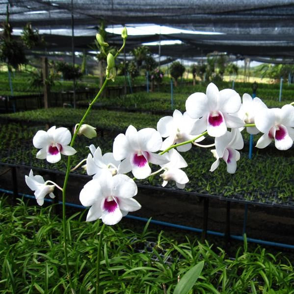 Den. Srimahapho Sriracha - myBageecha