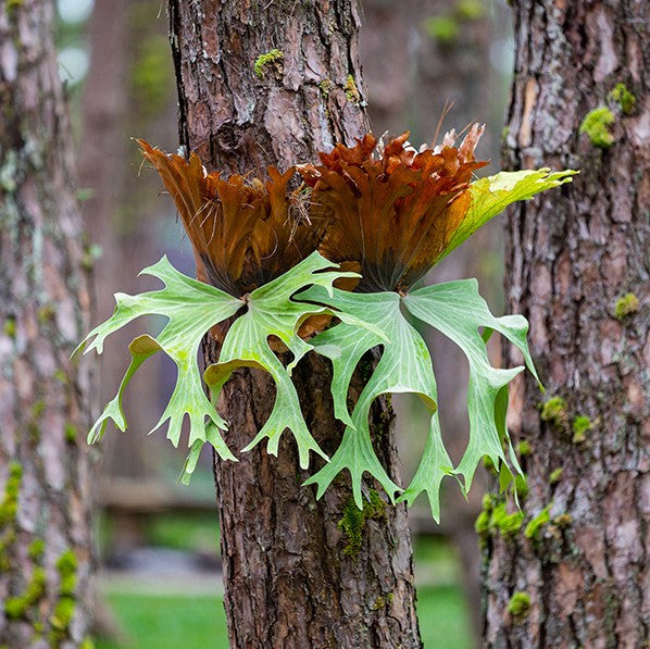 Platycerium Superbum Staghorn Fern Fern Plant - myBageecha