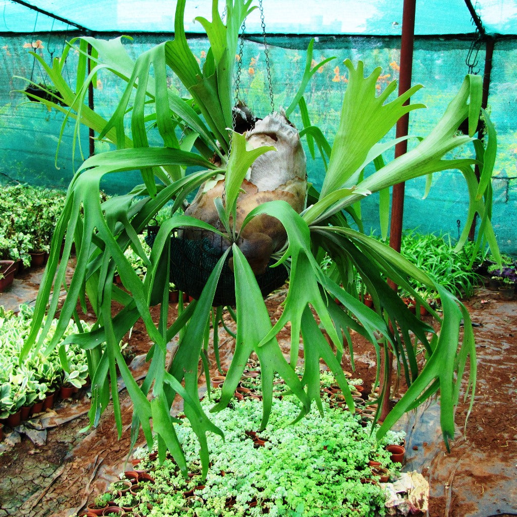 platycerium plant Platycerium Bifurcatum Staghorn Fern Plant