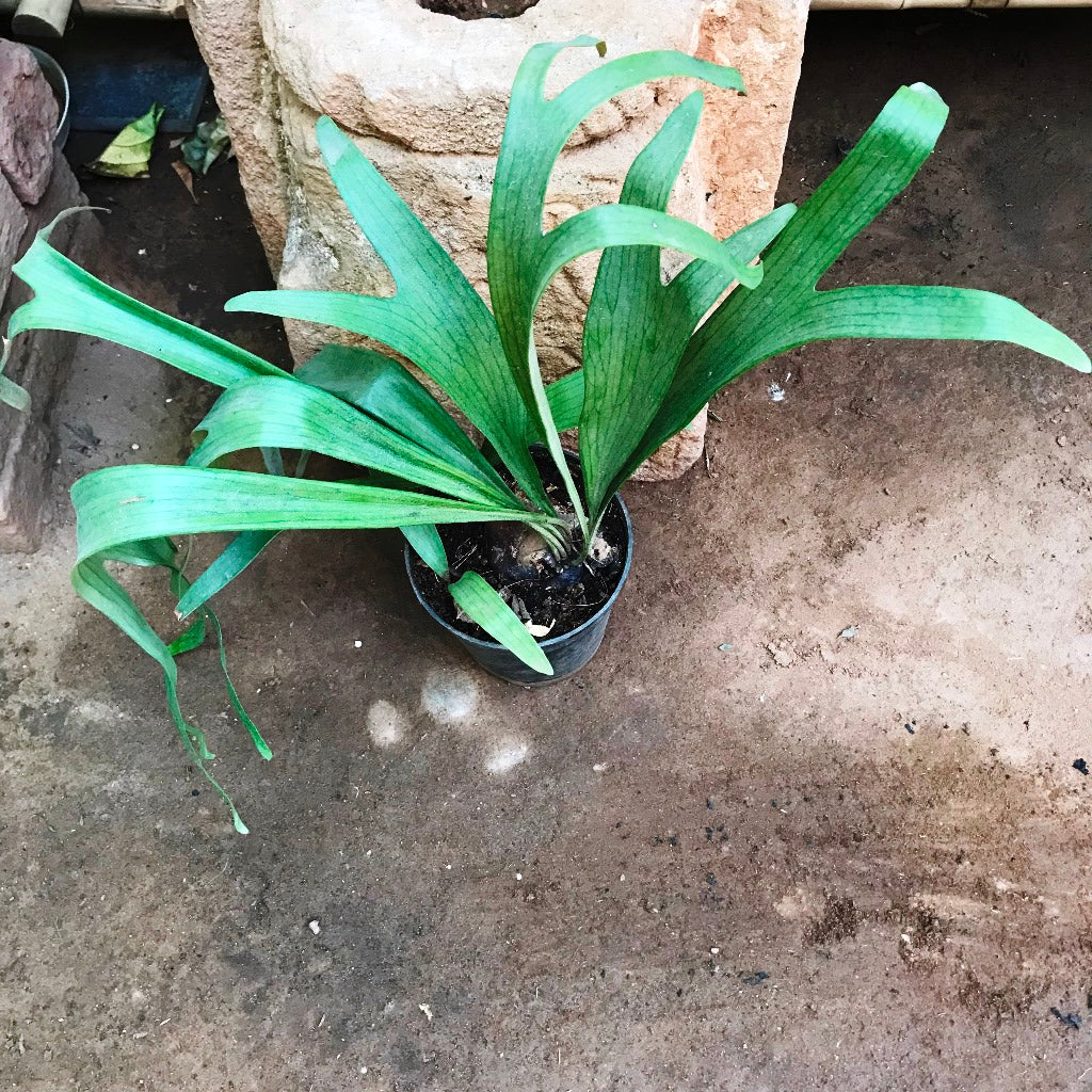 Platycerium Superbum Staghorn Fern Fern Plant - myBageecha