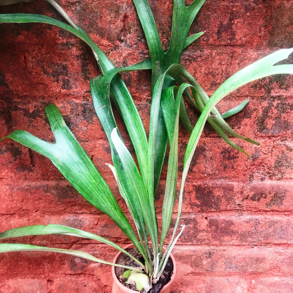 Platycerium Superbum Staghorn Fern Fern Plant - myBageecha