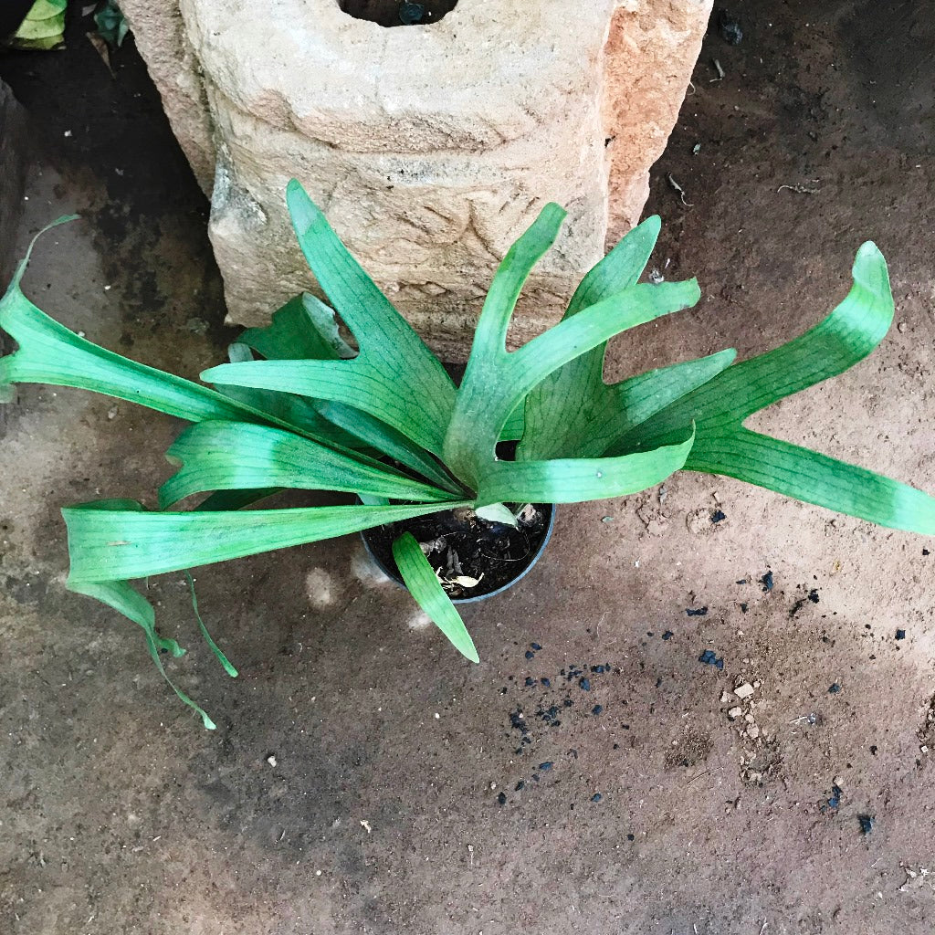 Platycerium Superbum Staghorn Fern Fern Plant - myBageecha