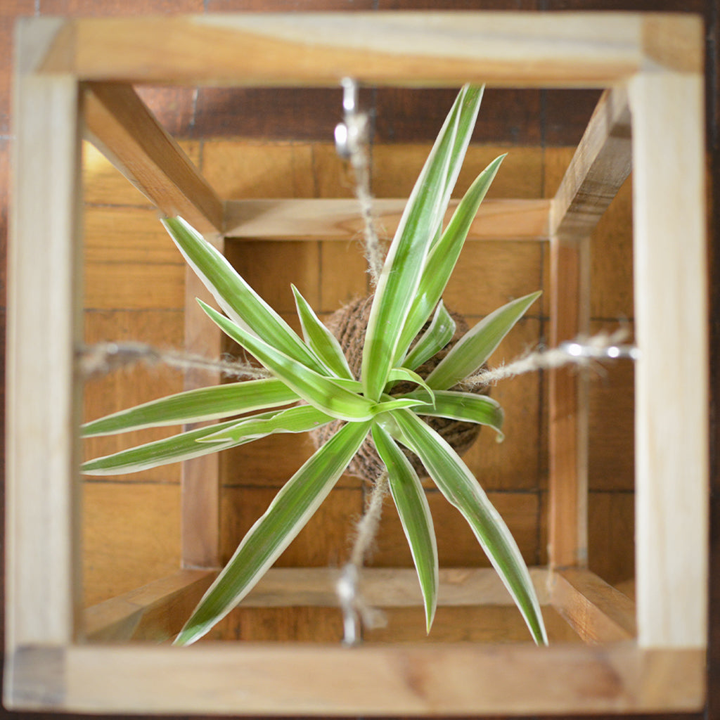 Kokedama Accessories - Cuboid Stand - myBageecha