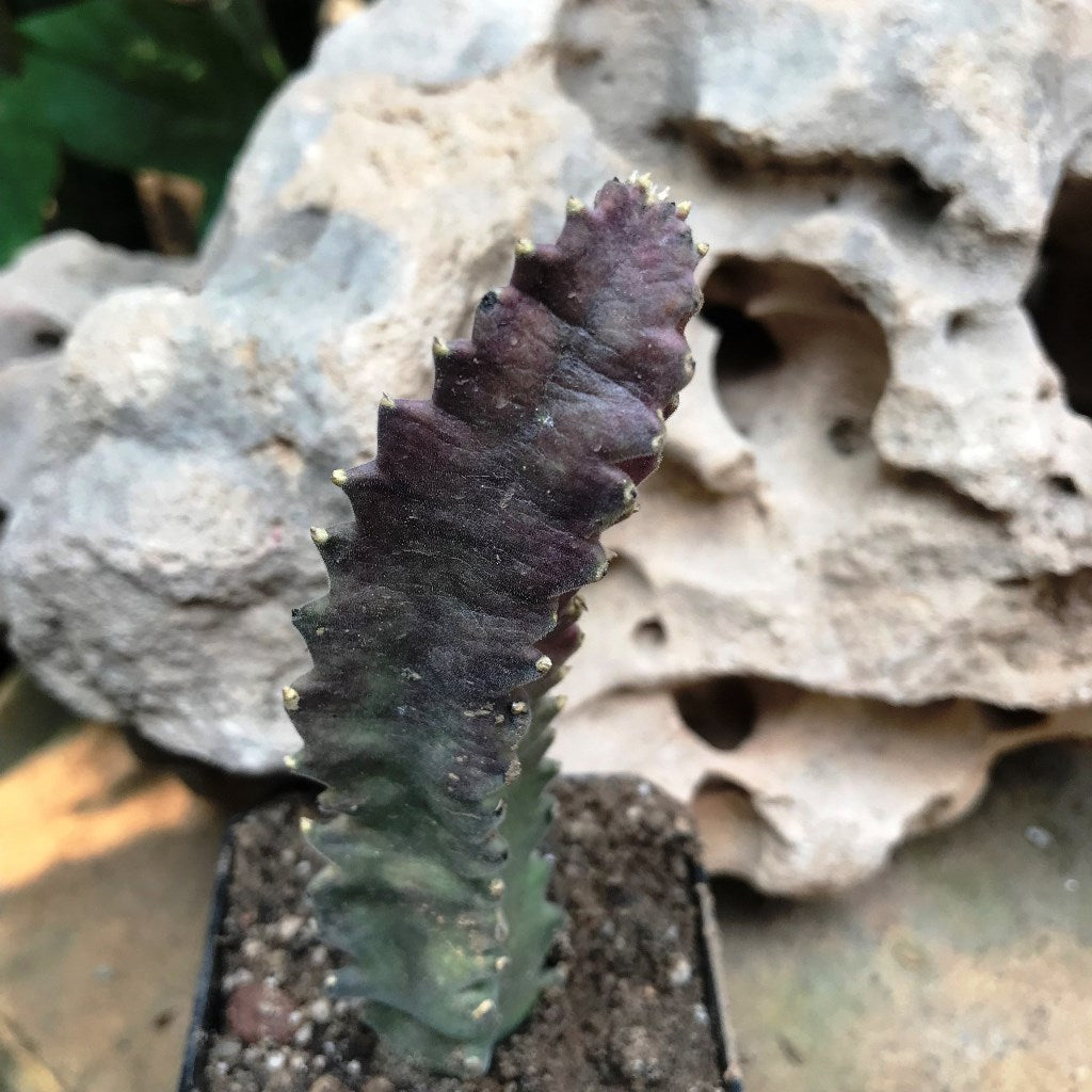 Stapelia Clavicorona Succulent Plant - myBageecha