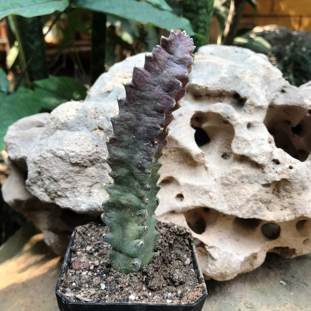 Stapelia Purple Nurple Succulent Plant - myBageecha