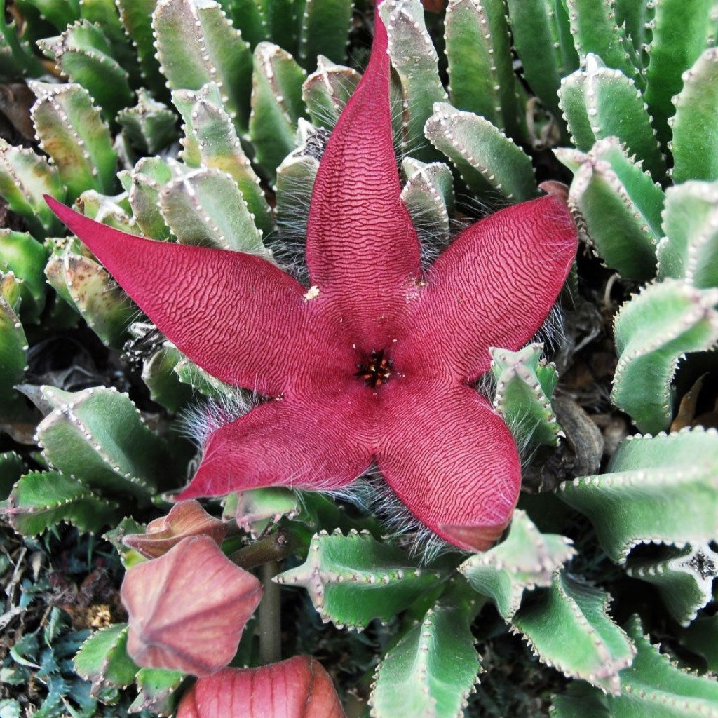 grandiflora succulent Stapelia Grandiflora – Flowering Succulent Plant