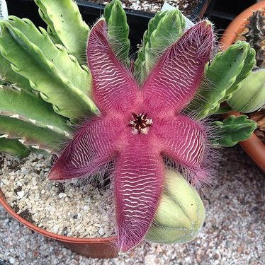 Stapelia Grandiflora Succulent Plant - myBageecha