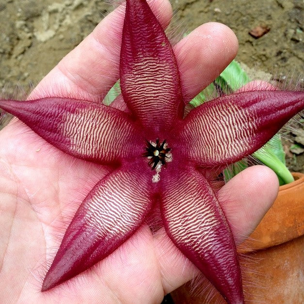 Stapelia Hirsuta Succulent Plant - myBageecha