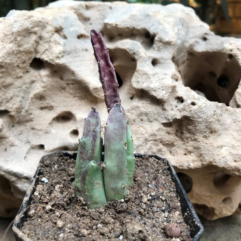 Stapelia Hirsuta Succulent Plant - myBageecha