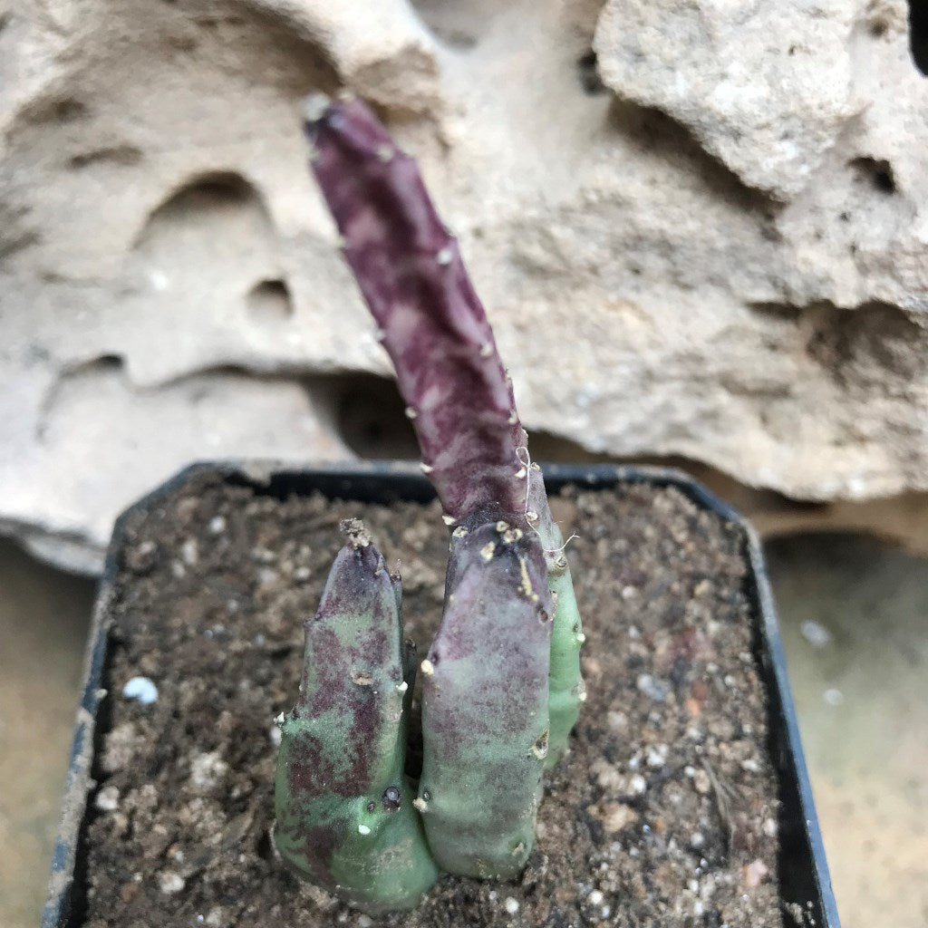 Stapelia Hirsuta Succulent Plant - myBageecha