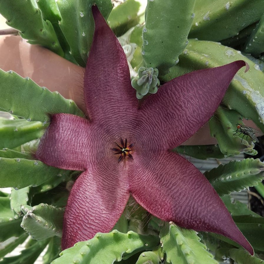 Stapelia Hirsuta Succulent Plant - myBageecha