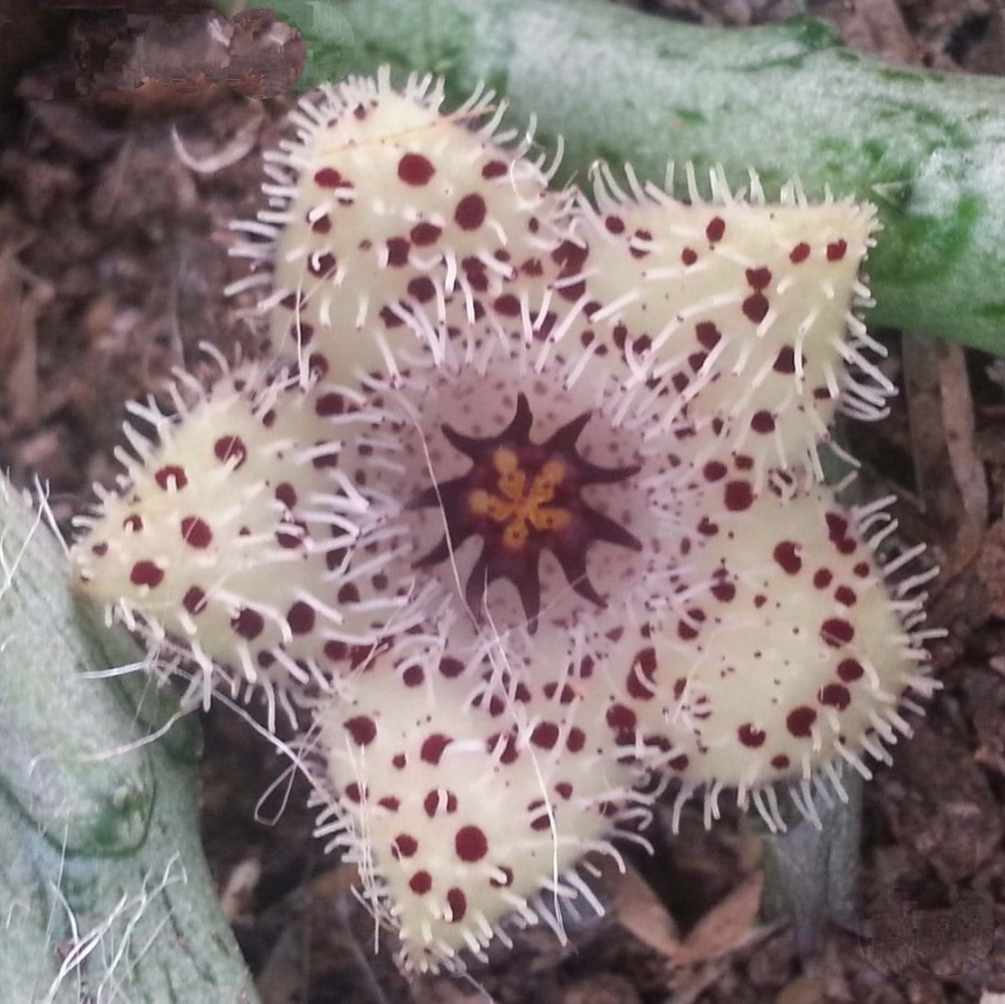 Stapelia Madagascar Succulent Plant - myBageecha