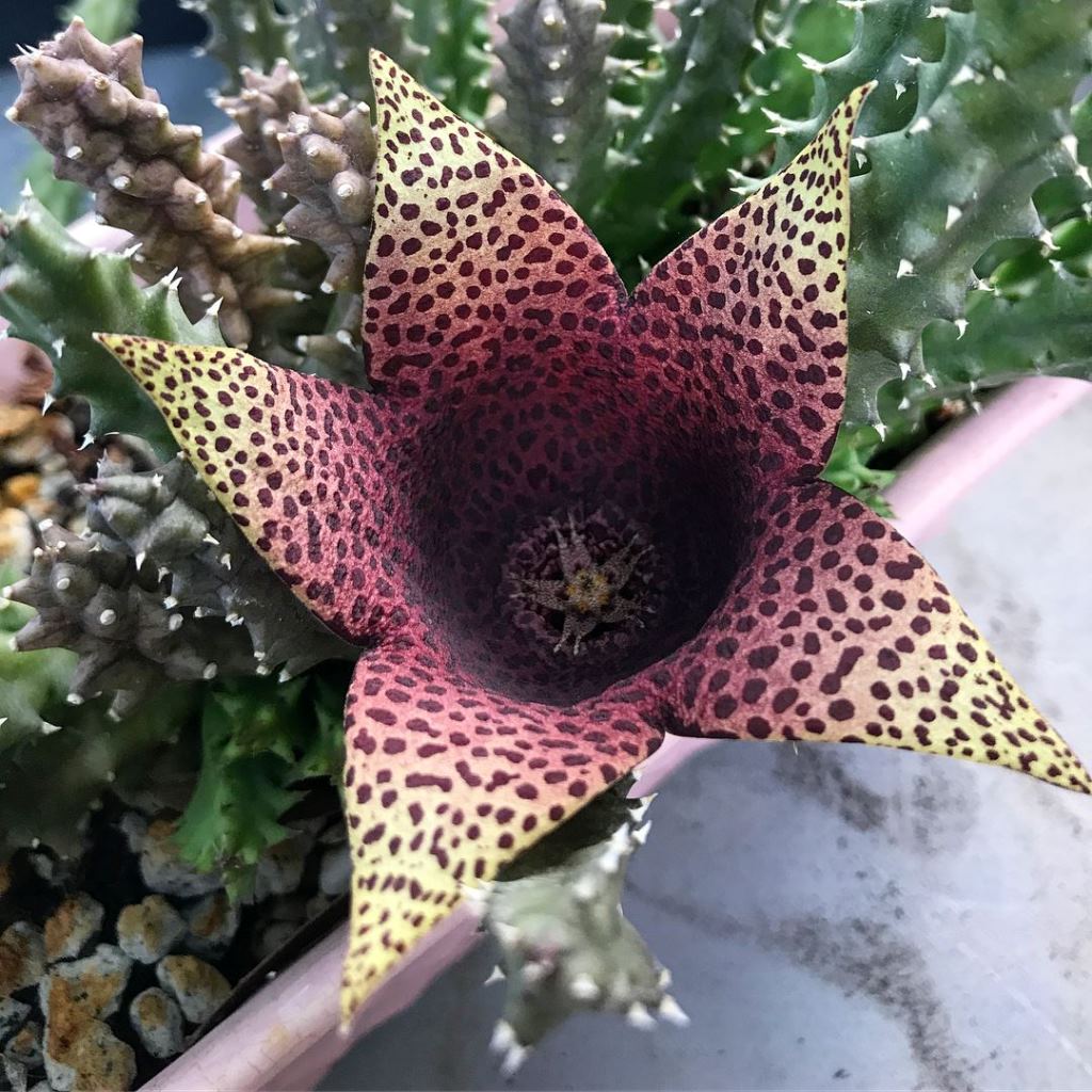 Stapelia Purple Nurple Succulent Plant - myBageecha