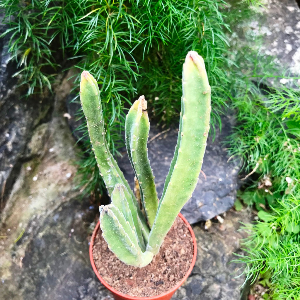 Stapelia Leendertziae Succulent Plant - myBageecha