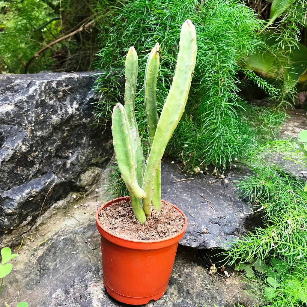 Stapelia Leendertziae Succulent Plant - myBageecha