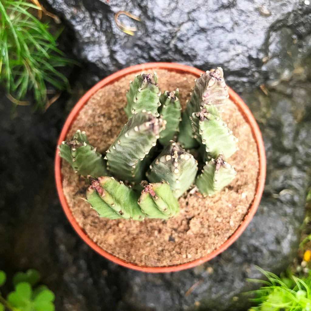 Stapelia Schinzii var Angolensis Succulent Plant - myBageecha