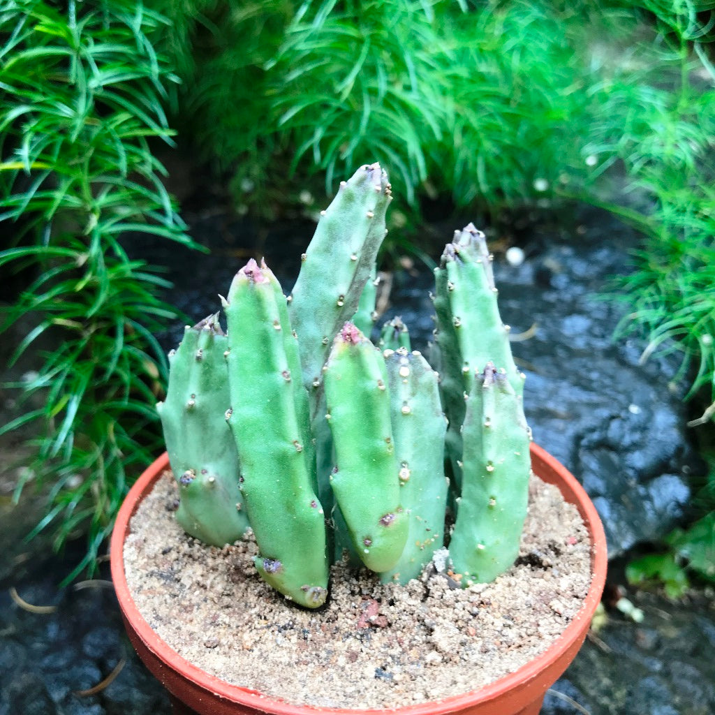 Stapelia Schinzii var Angolensis Succulent Plant - myBageecha