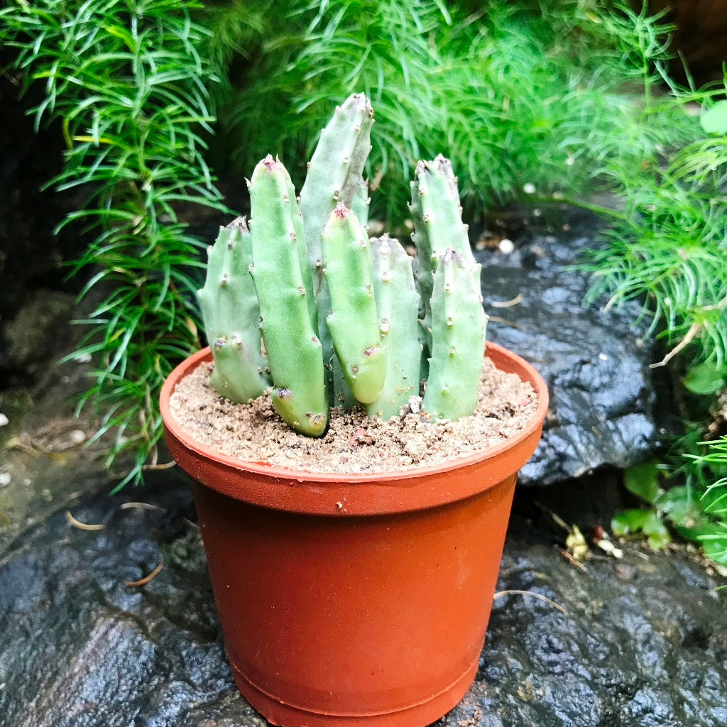 Stapelia Schinzii var Angolensis Succulent Plant - myBageecha