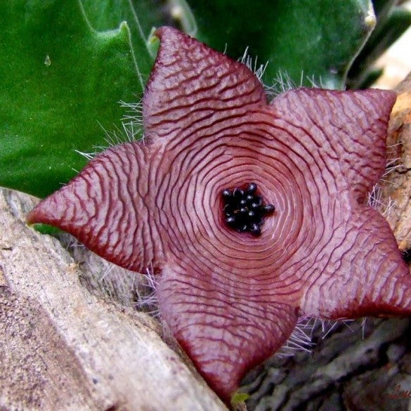 Stapelia Clavicorona Succulent Plant - myBageecha