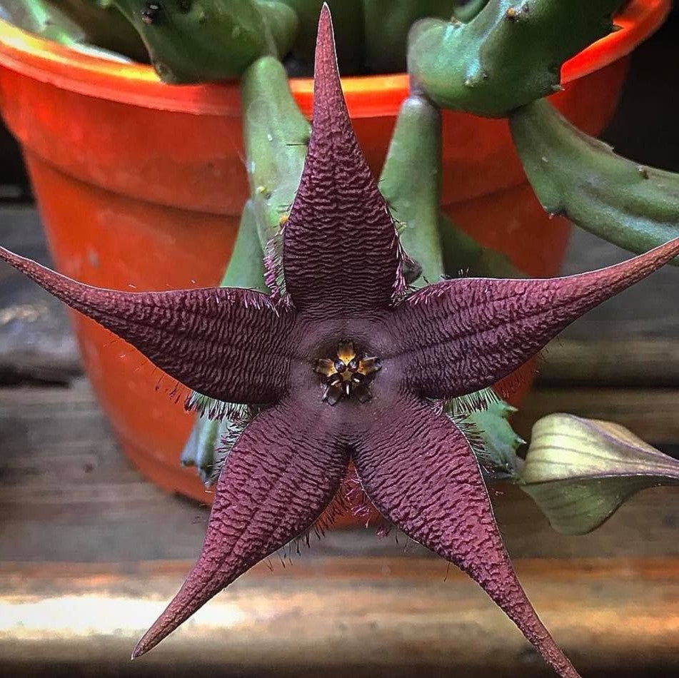 Stapelia Schinzii var Angolensis Succulent Plant - myBageecha