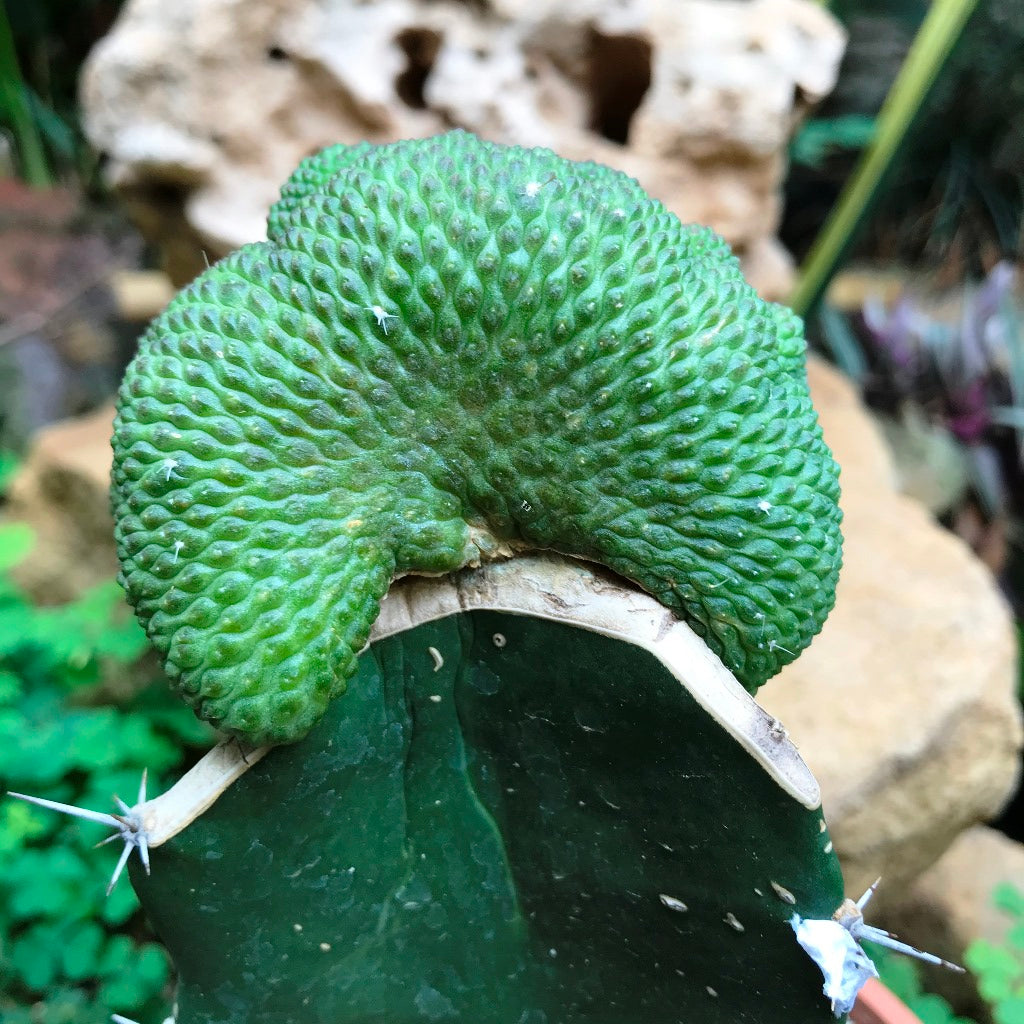 Sulcorebutia Cristata Cactus Plant - myBageecha