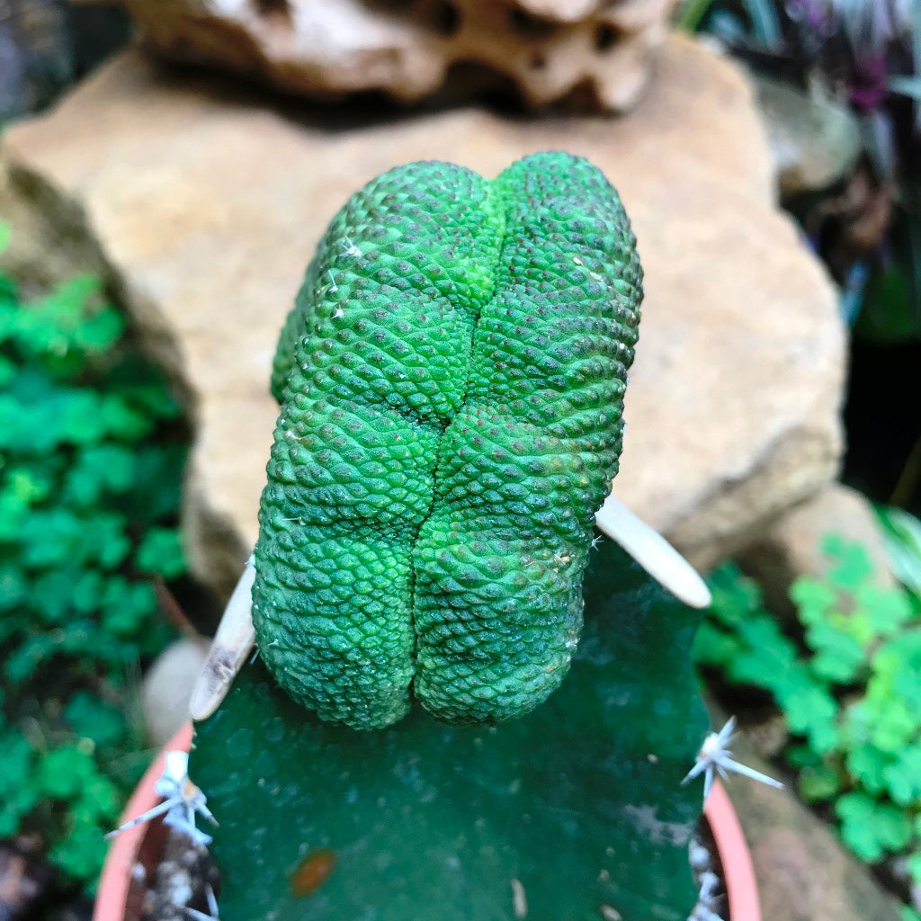 Sulcorebutia Cristata Cactus Plant - myBageecha