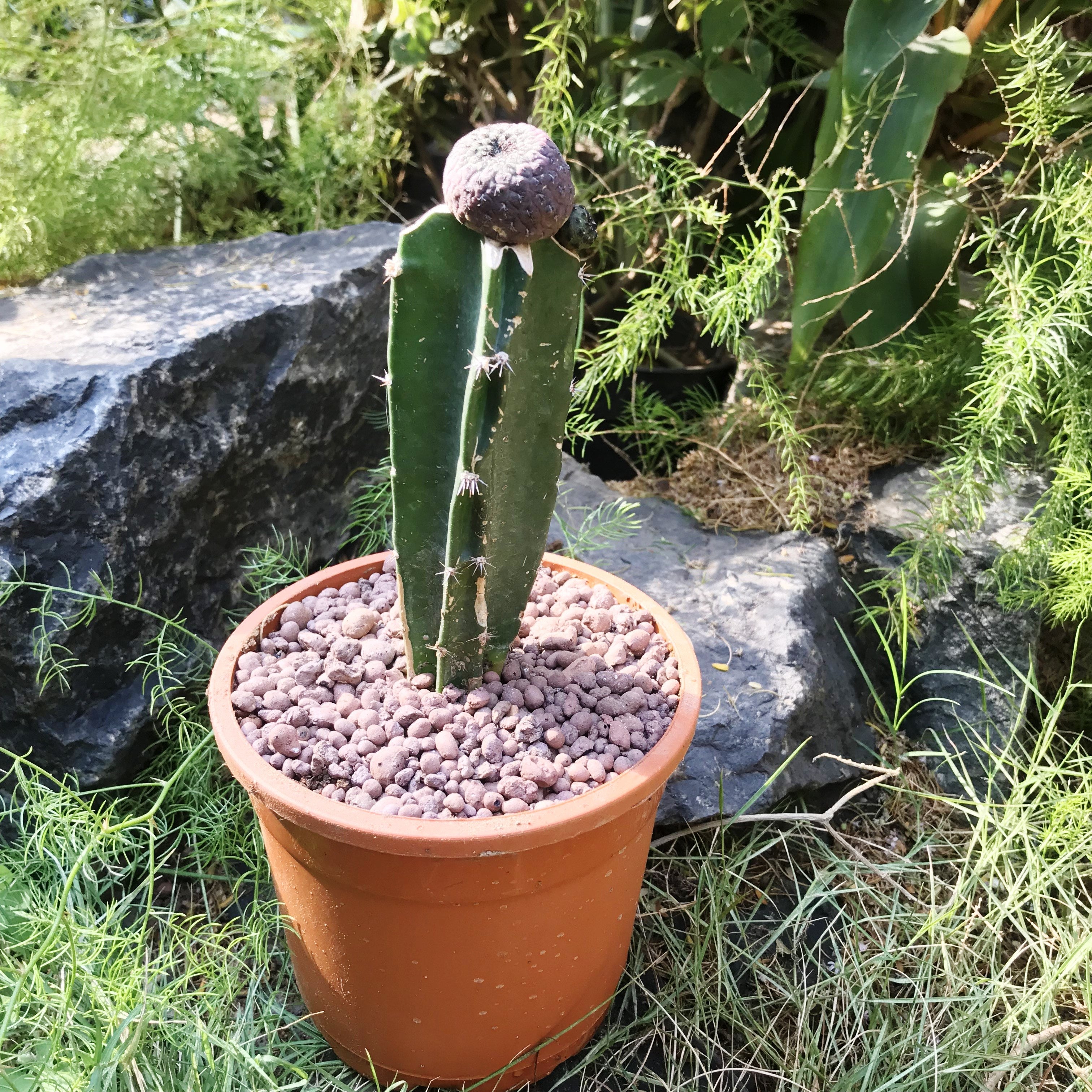 Sulcorebutia Rauschii f. Violacidermis Cactus Plant - myBageecha