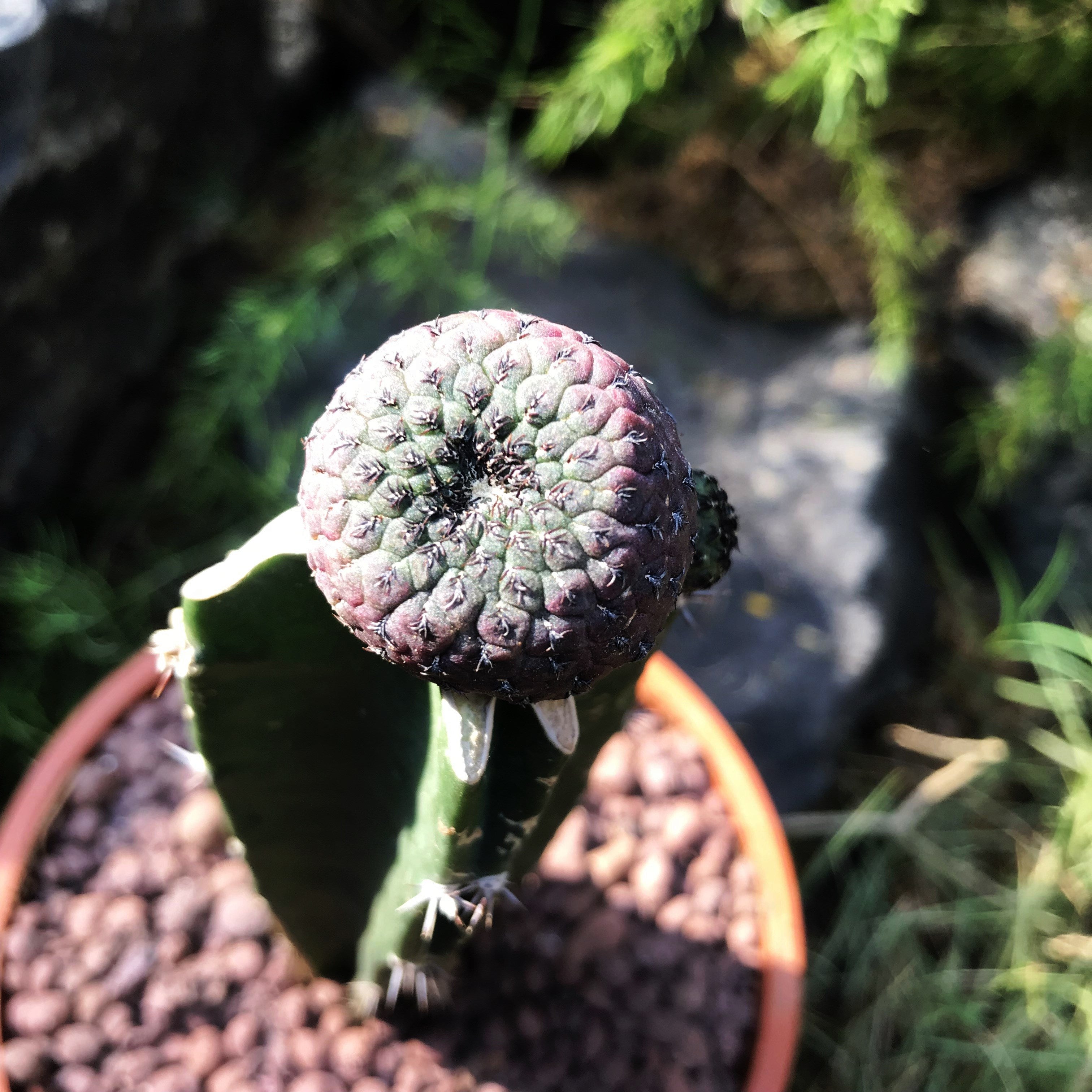 Sulcorebutia Rauschii f. Violacidermis Cactus Plant - myBageecha