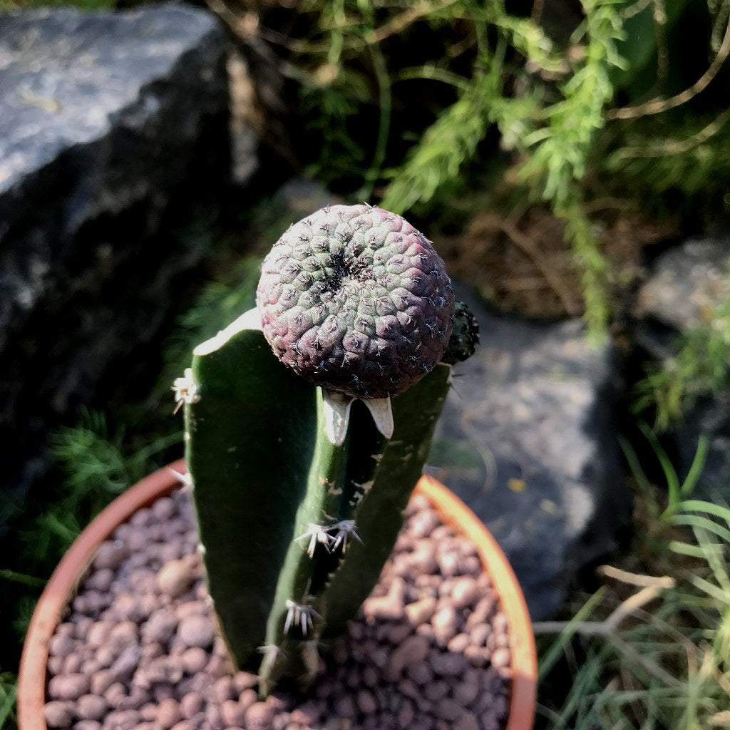 Sulcorebutia Rauschii f. Violacidermis Cactus Plant - myBageecha
